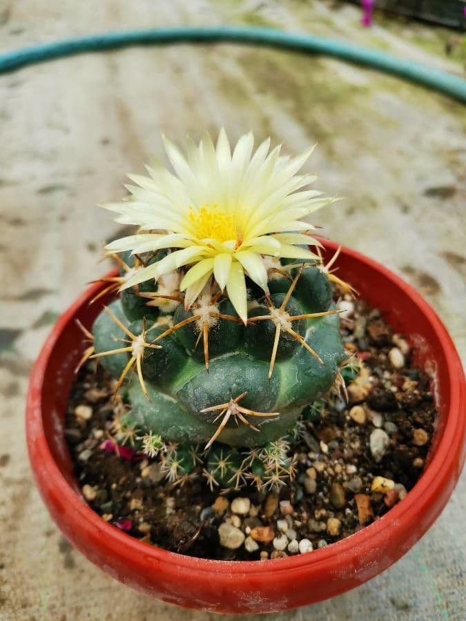 Elephant's tooth 8