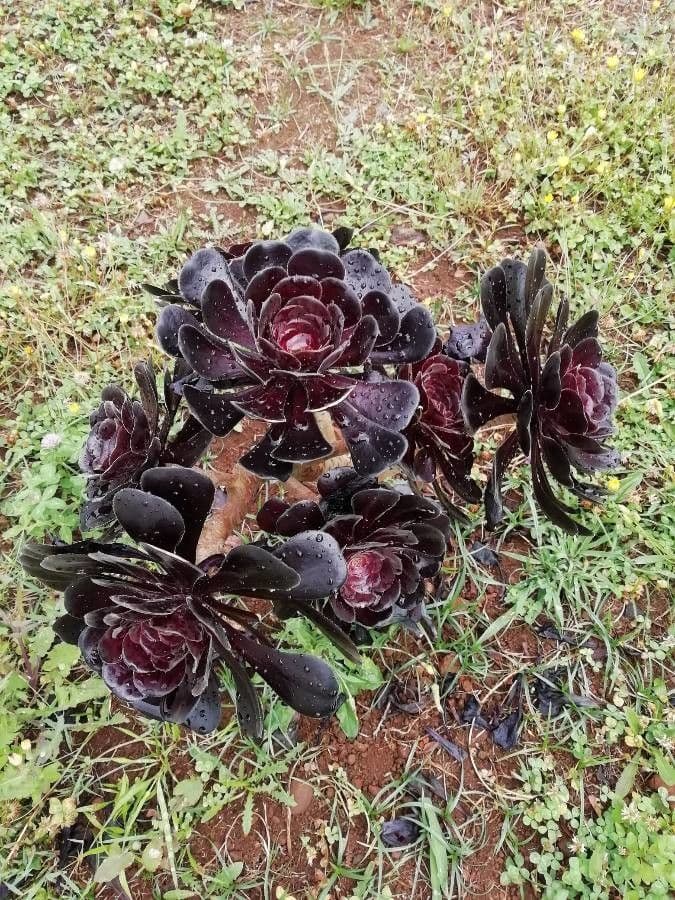 Aeonium 6