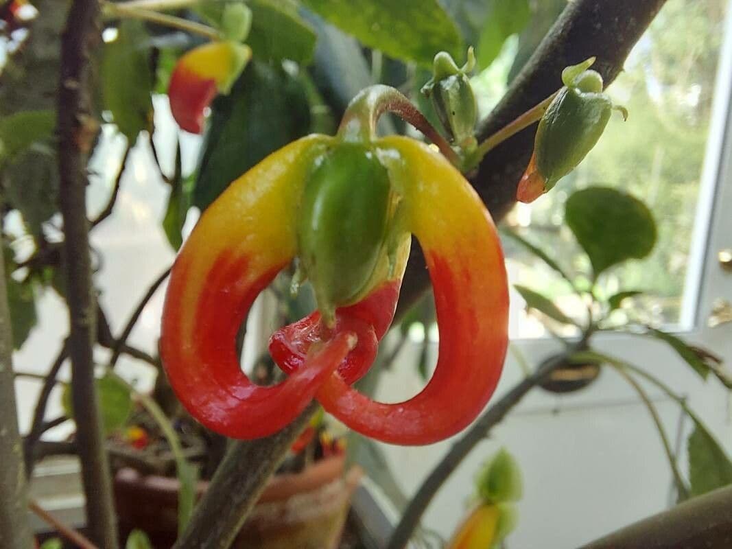 Impatiens