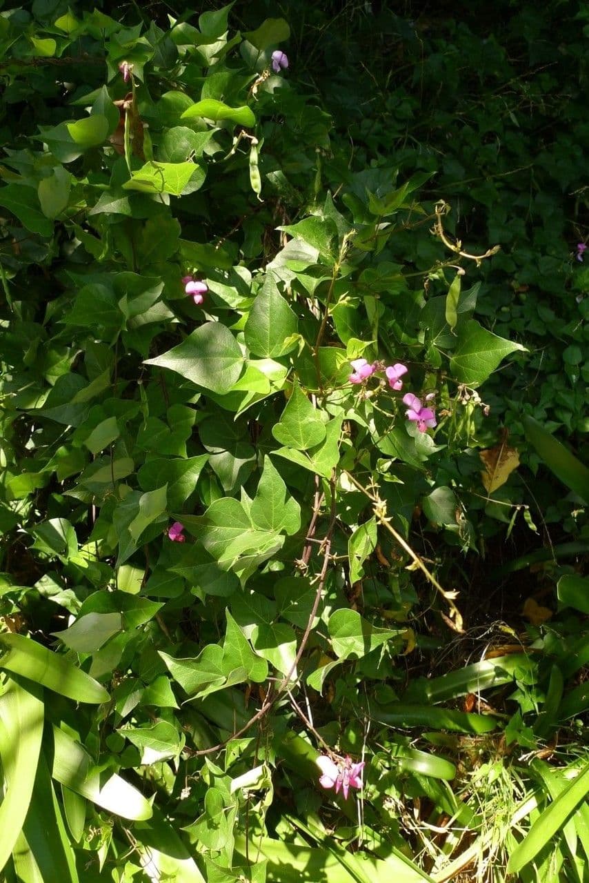 Dipogon lignosus 8
