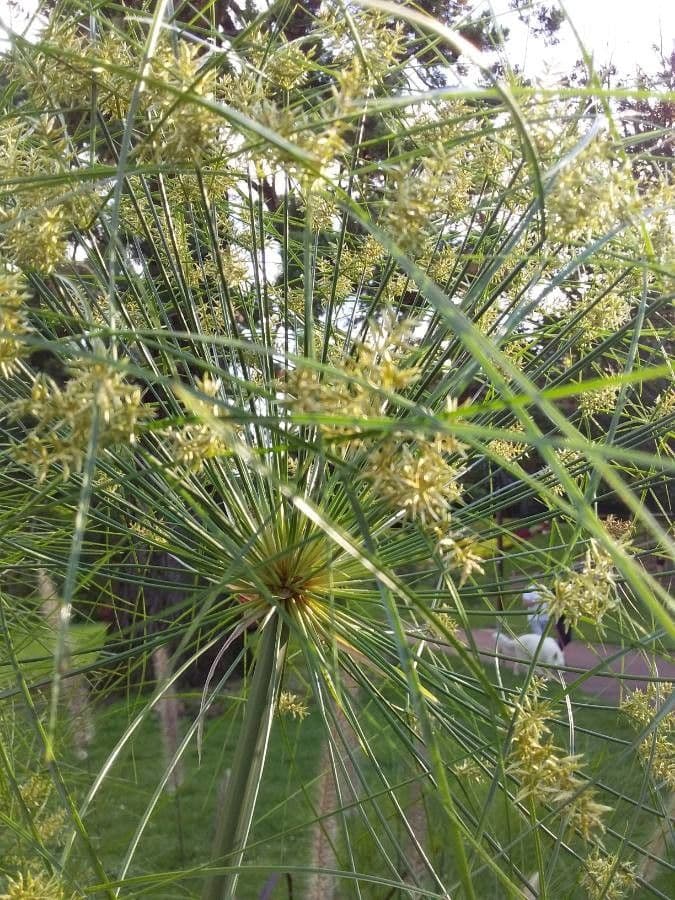 Zigolo gigante 3