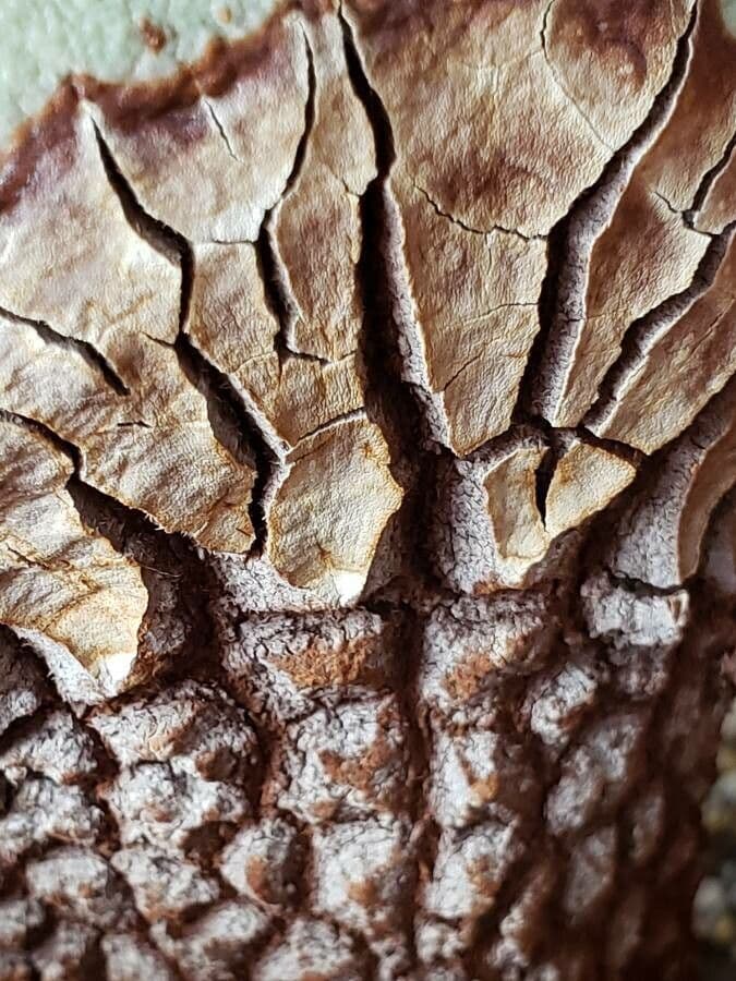 Welwitschia 23