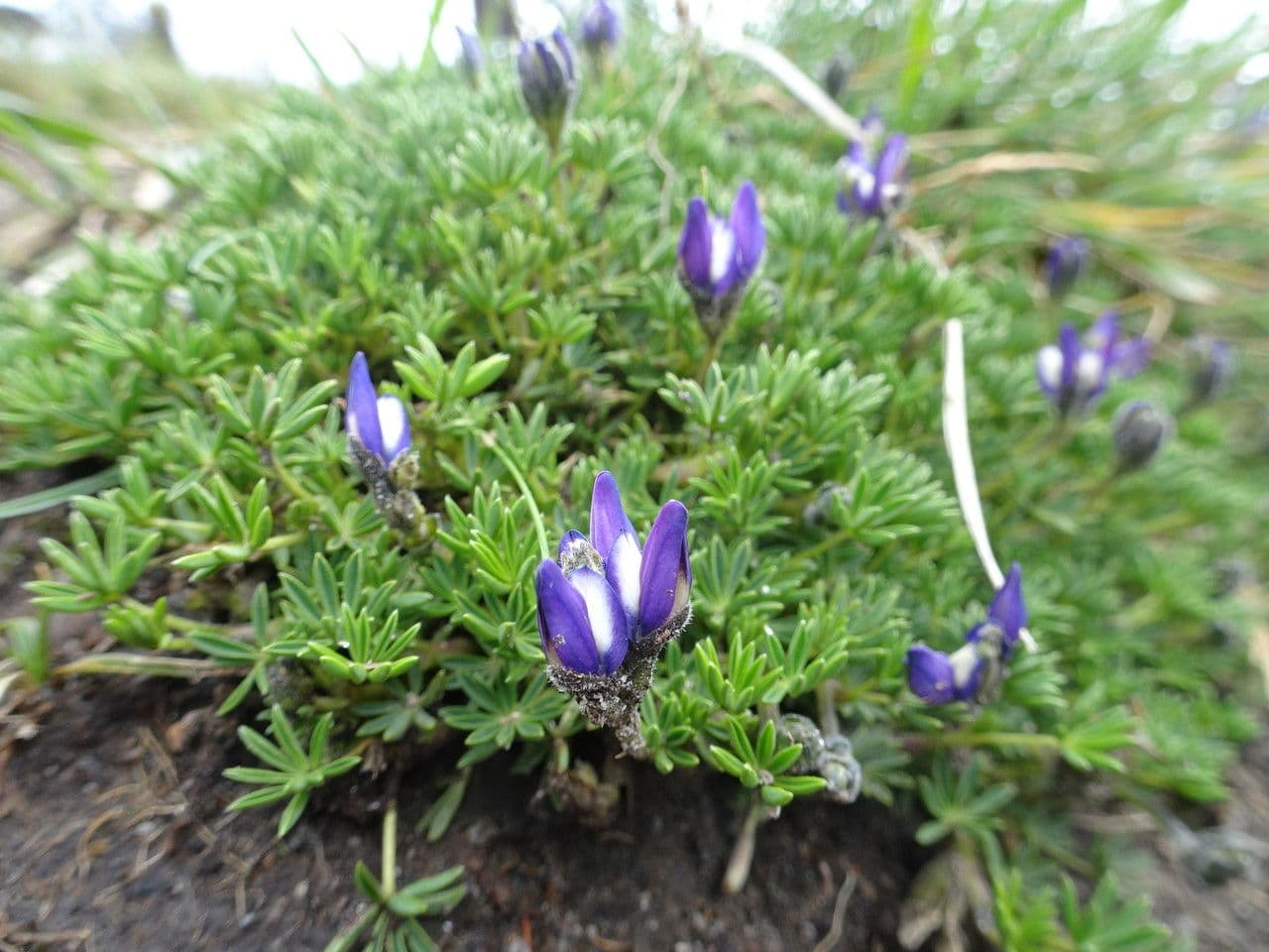 Kleinblättrige Lupine 9