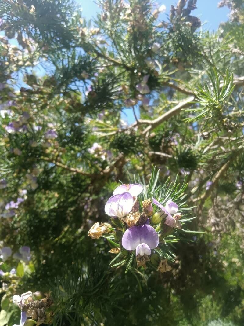 Psoralea 8