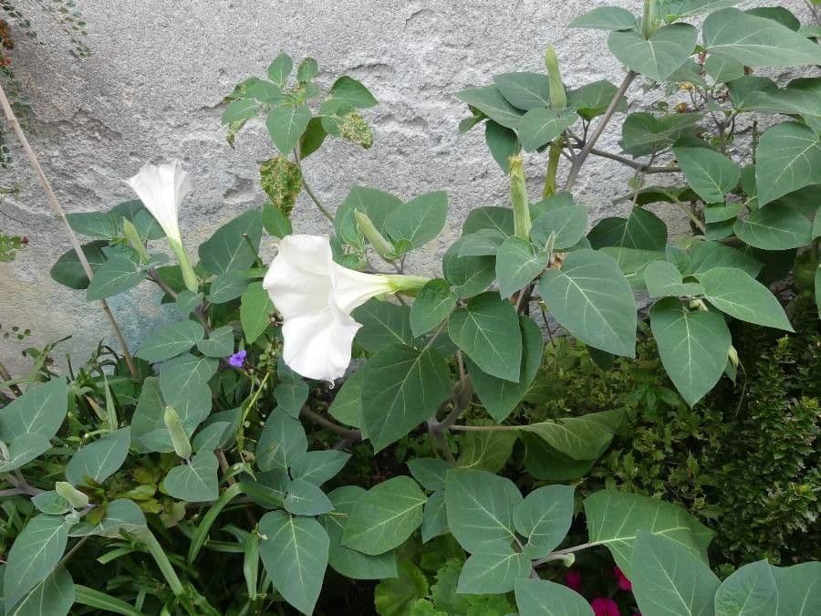 Datura di Wright 20