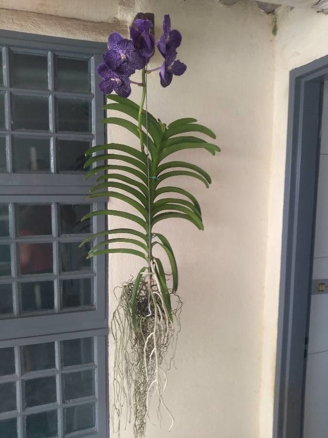 Vanda 10