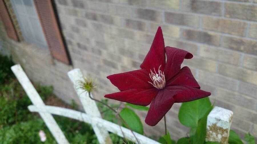 Clematide italiana