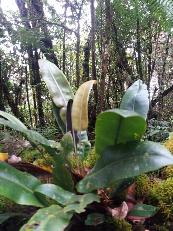 Elaphoglossum 4