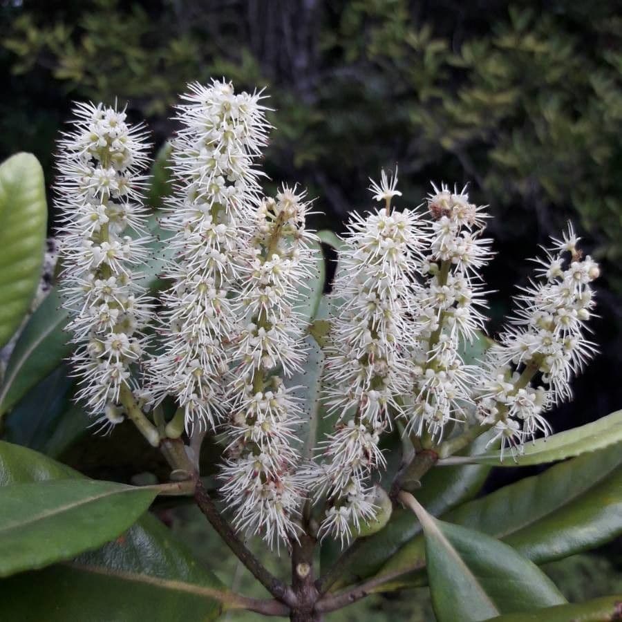 Cunonia 10