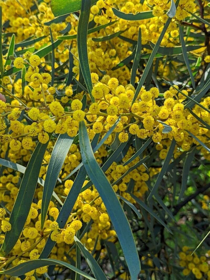 Acacia