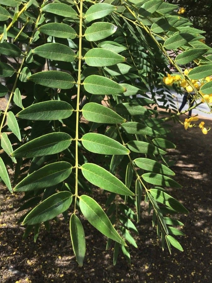 Cassia spectabilis 17