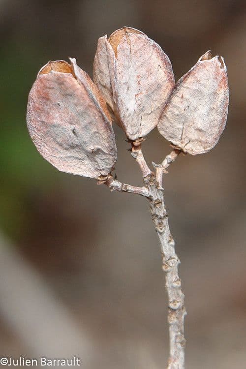Peripterygia 3