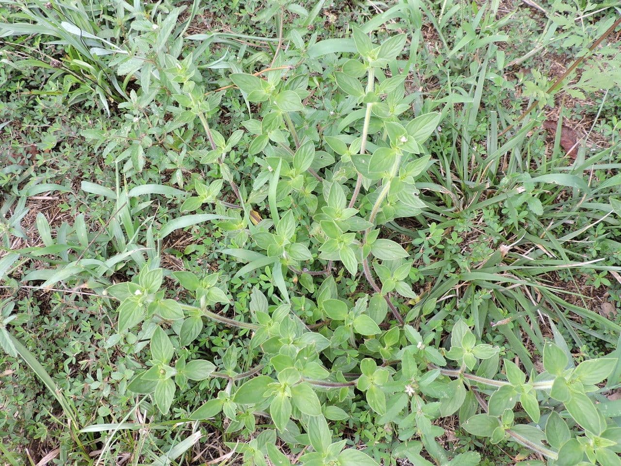 Richardia scabra 11