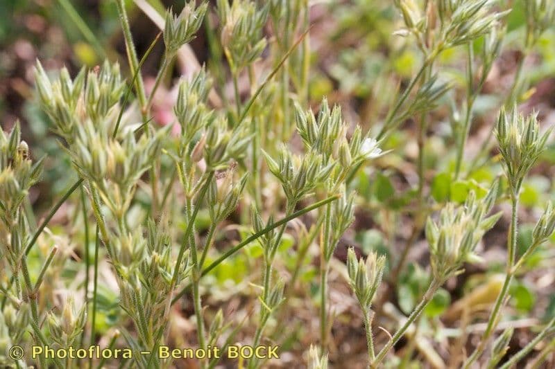 Minuartia glomerata 6