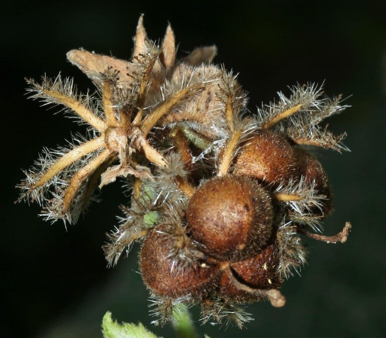 Dalechampia 4