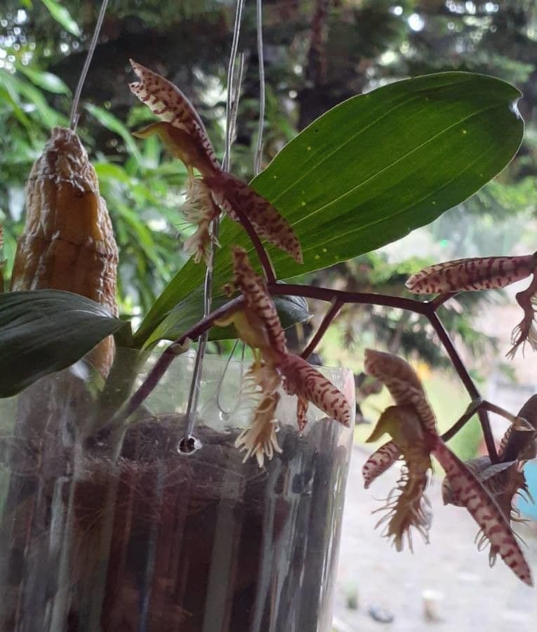 Gongora 3