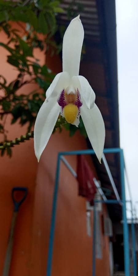 Eria coronaria