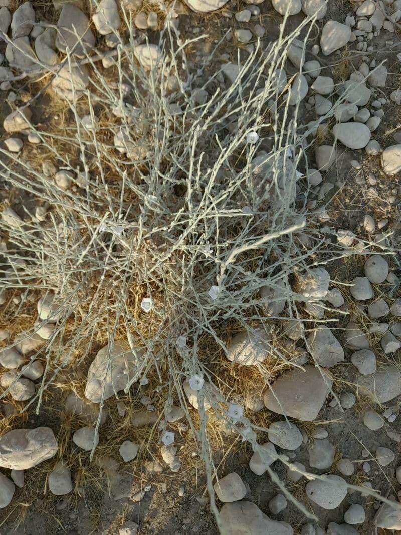 Iskerník plazivý 8