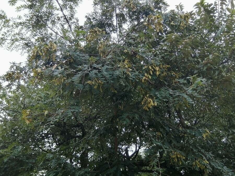 Lonchocarpus 15