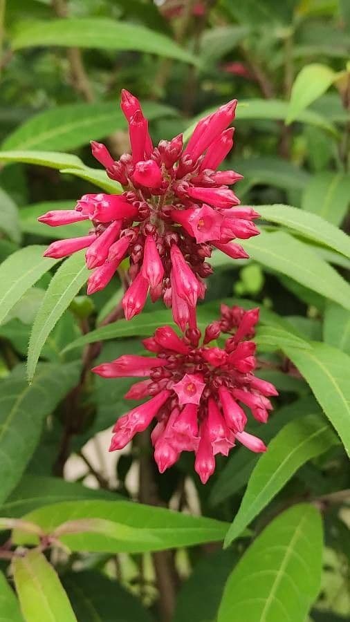Cestrum elegante 10