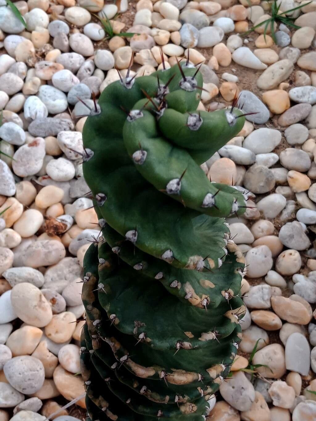 Cactus 14