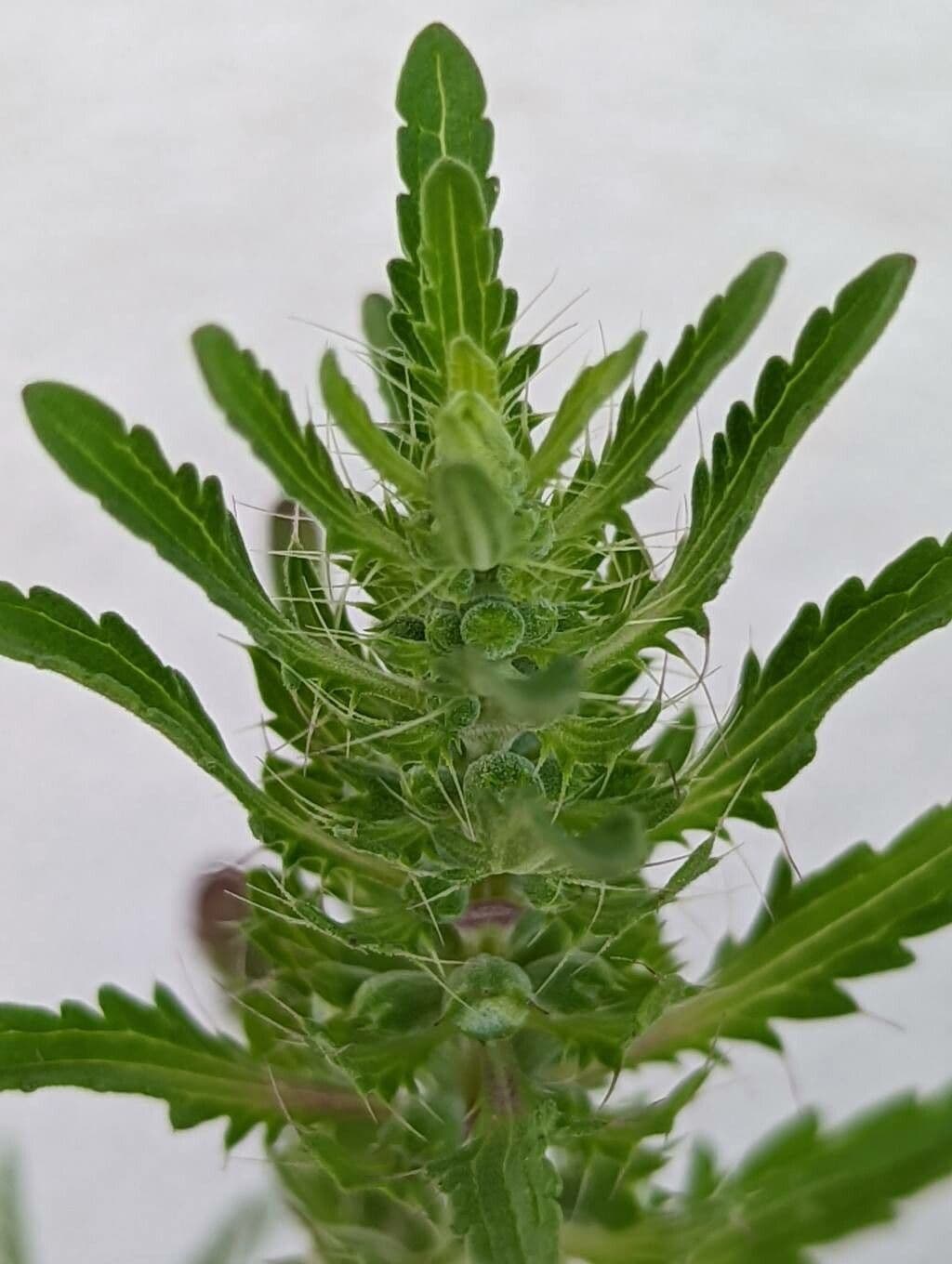 Dracocéphale de Moldavie 27