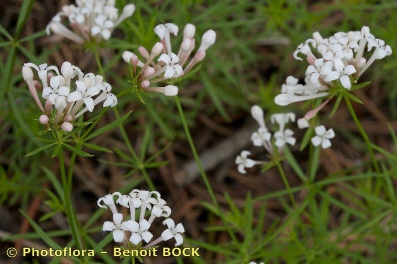 Asperula a sei foglie 8