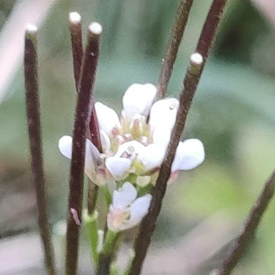Cardamine parviflora 5