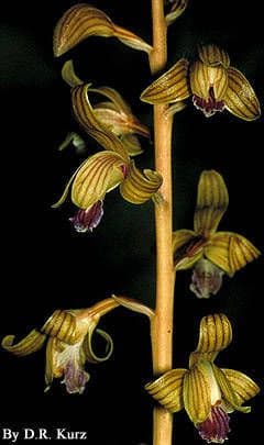 Hexalectris spicata 3