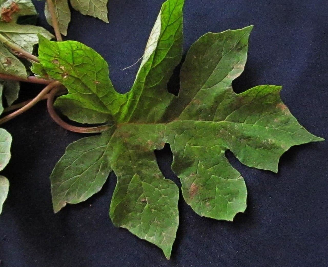 Dorstenia 9