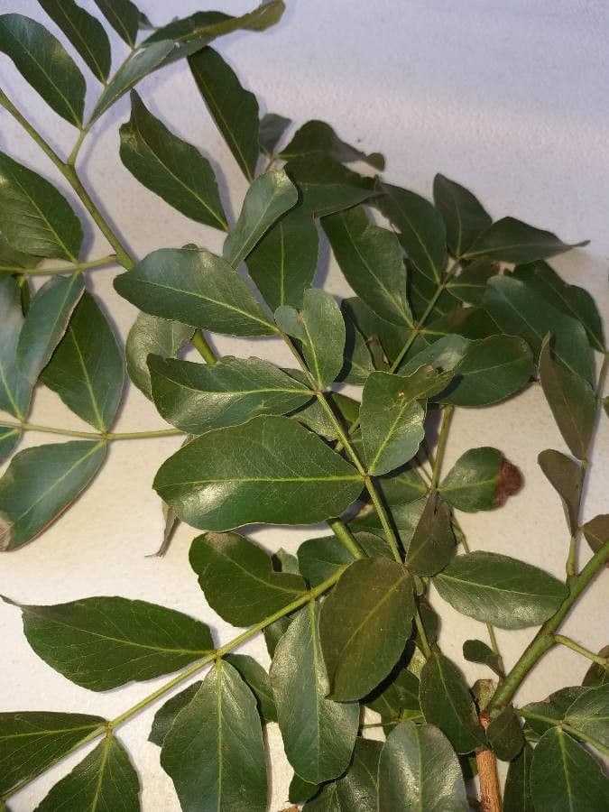 Albero fucsia 16