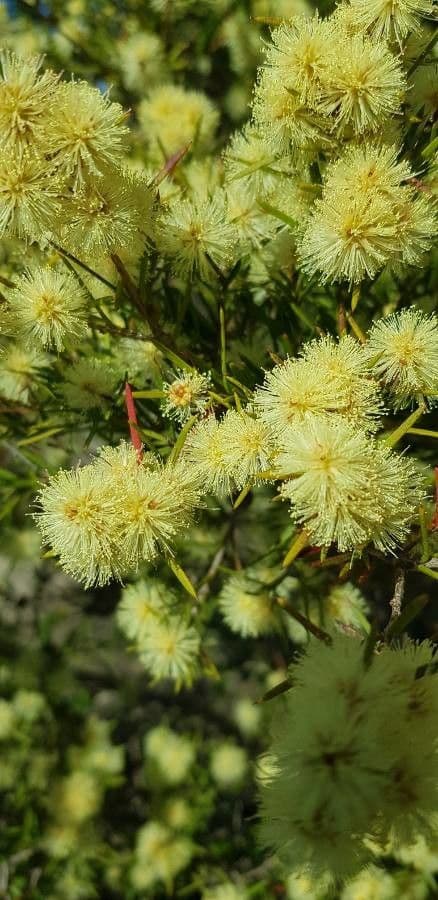 Acacia