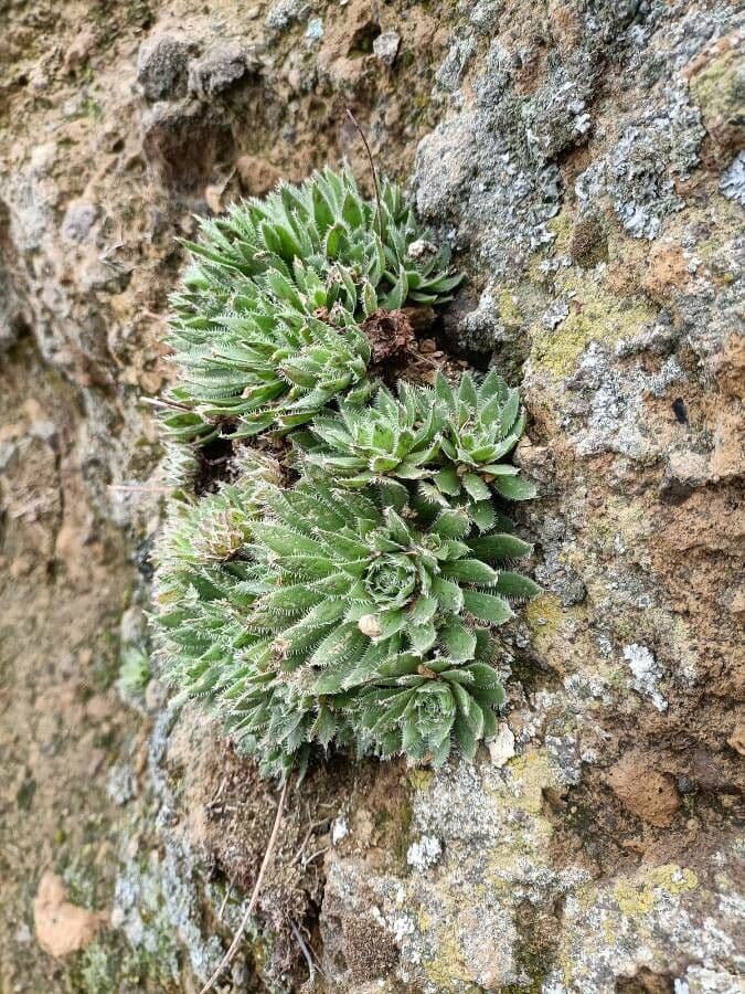 Aeonium simsii 10