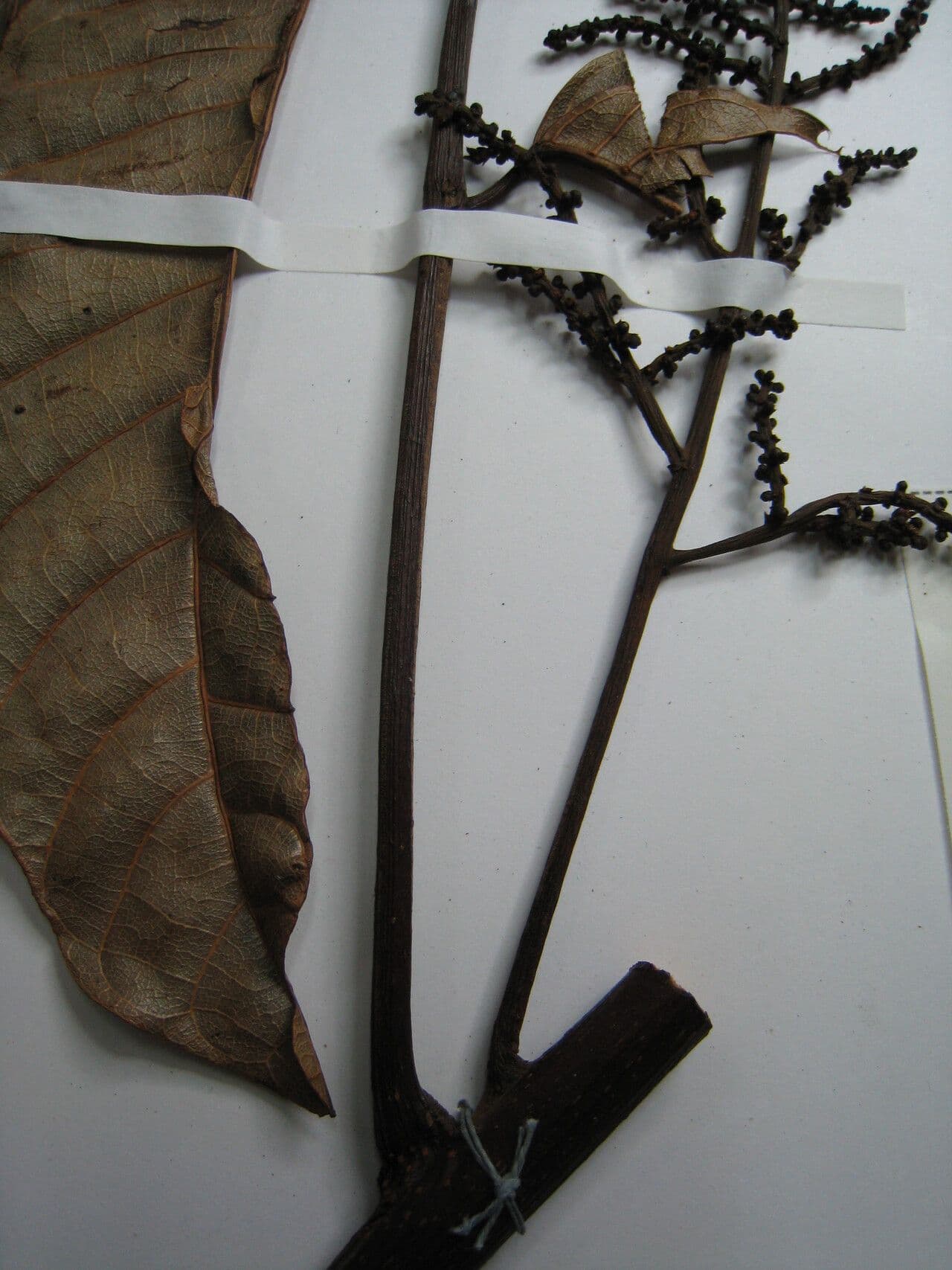 Protium tenuifolium 13