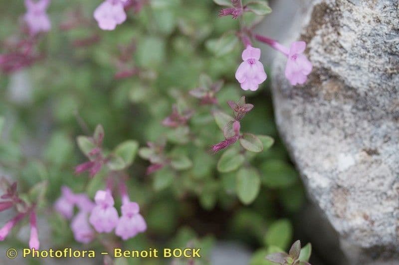 Micromeria marginata 15