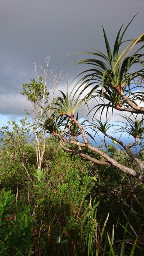 Pandanus 16