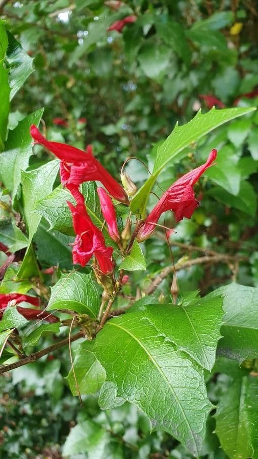 Graptophyllum