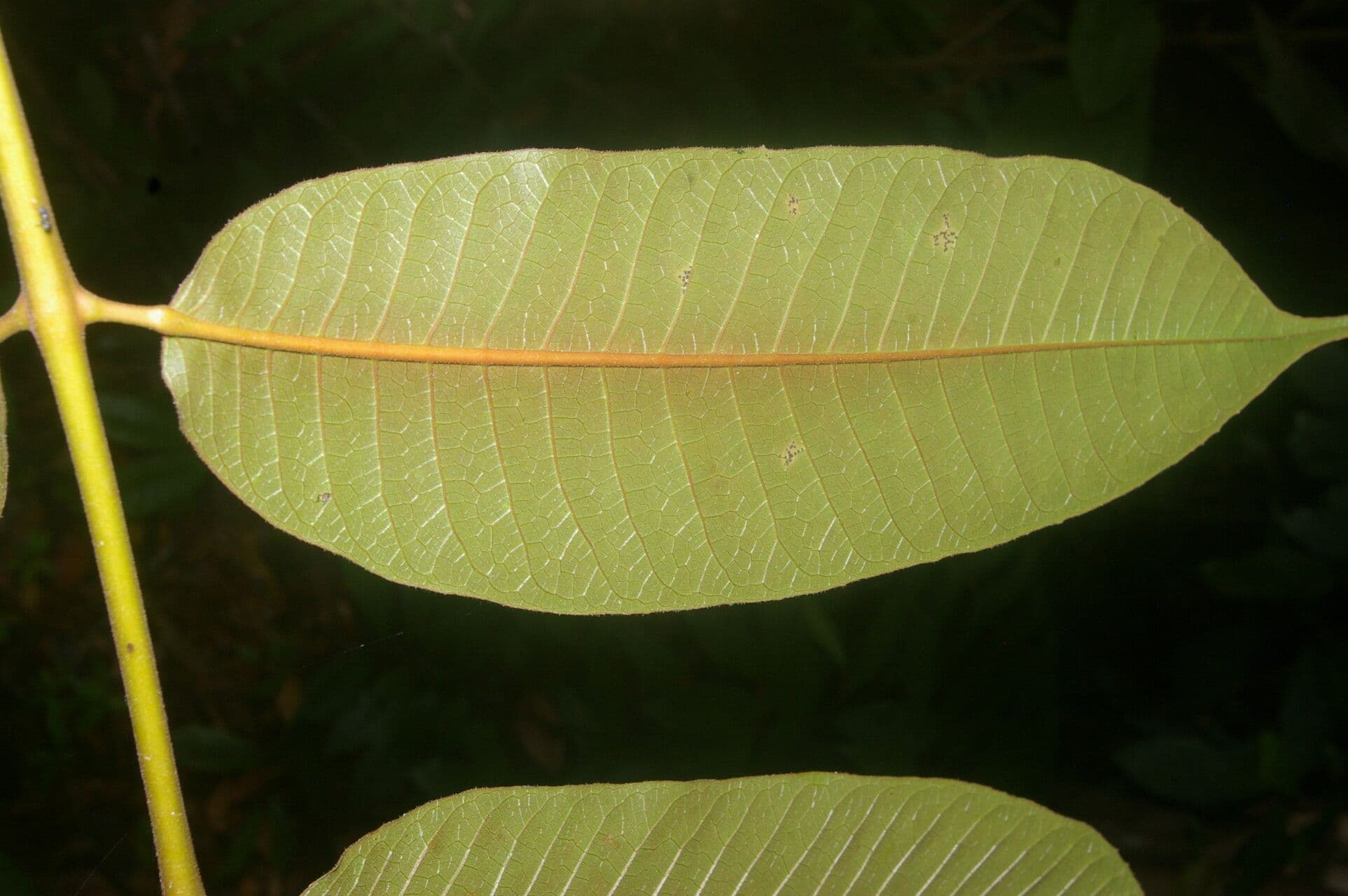 Trattinnickia 4