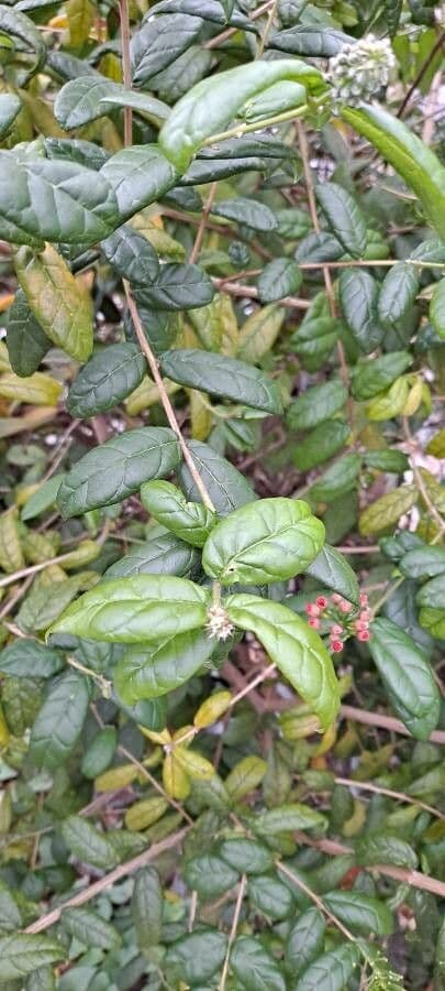 Combretum 9