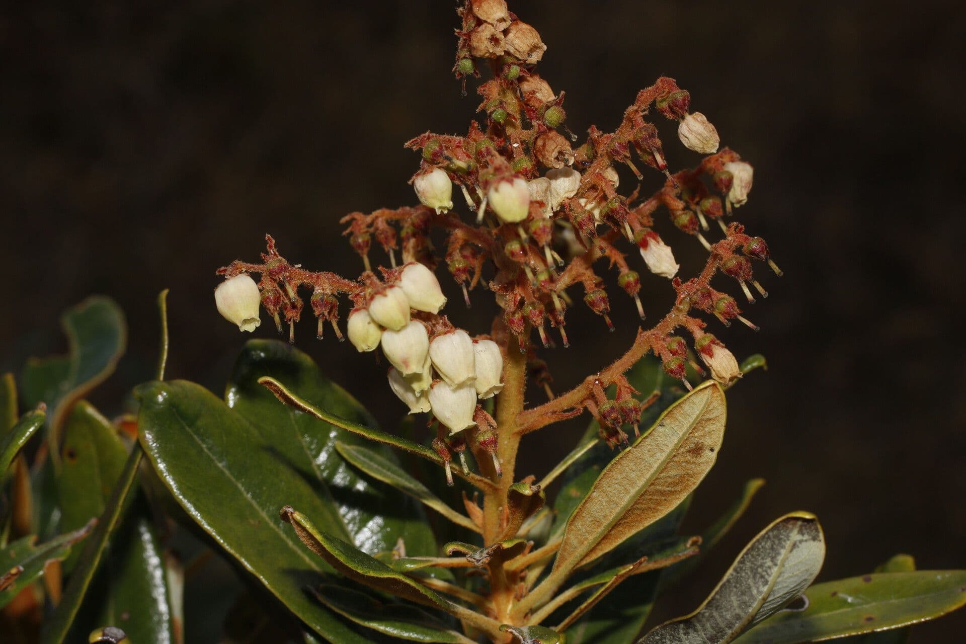 Manzanita 9