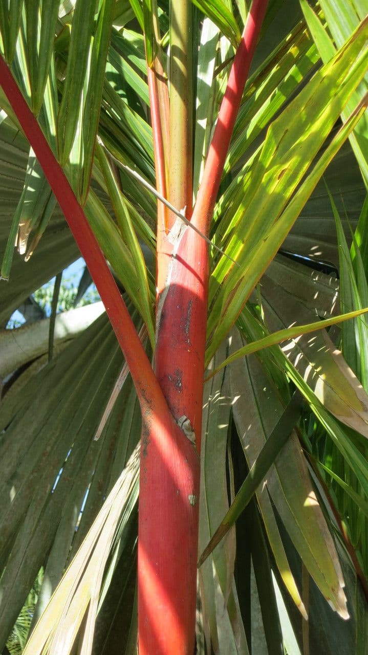Palma rossetto