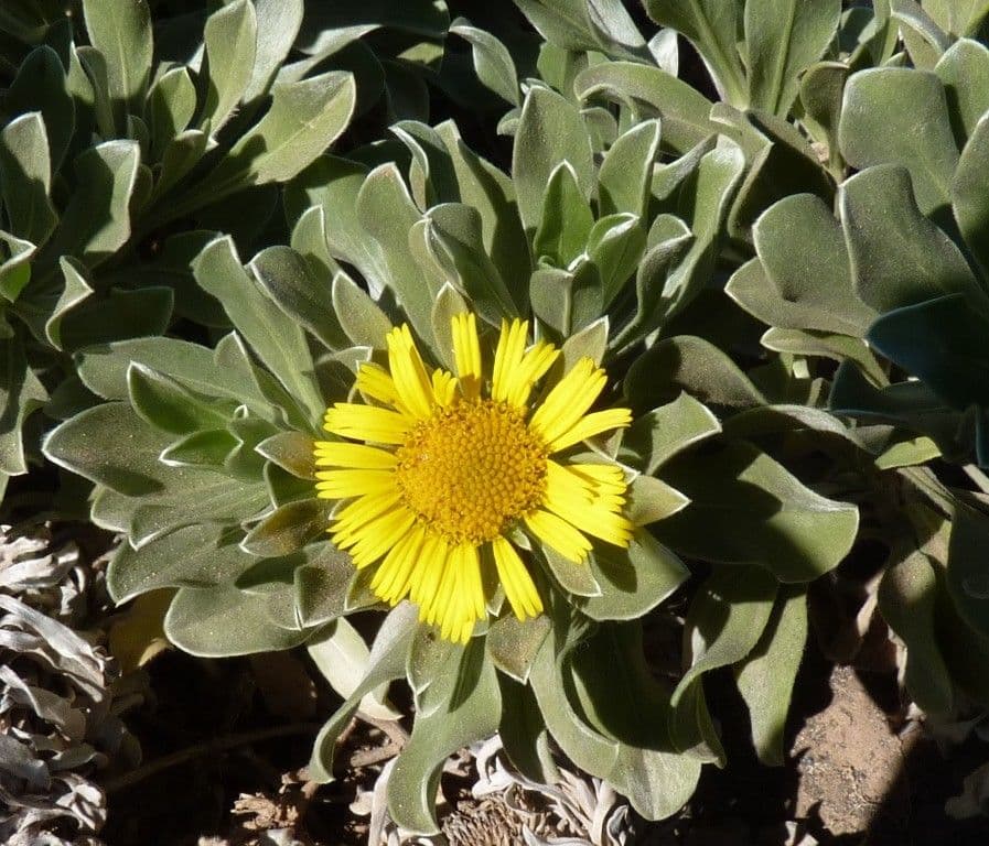 Asteriscus 4