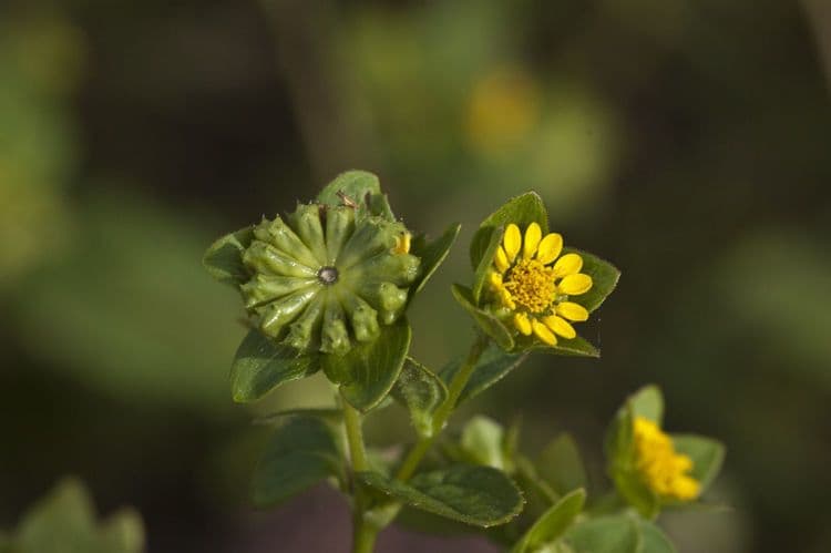 Melampodium 11