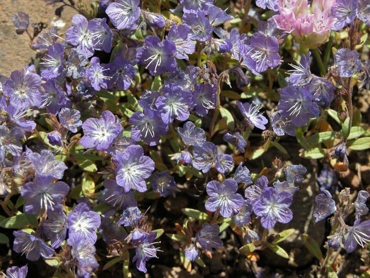 Pringles Phacelia 6