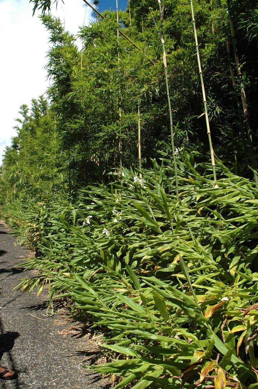 Hedychium coronarium 11