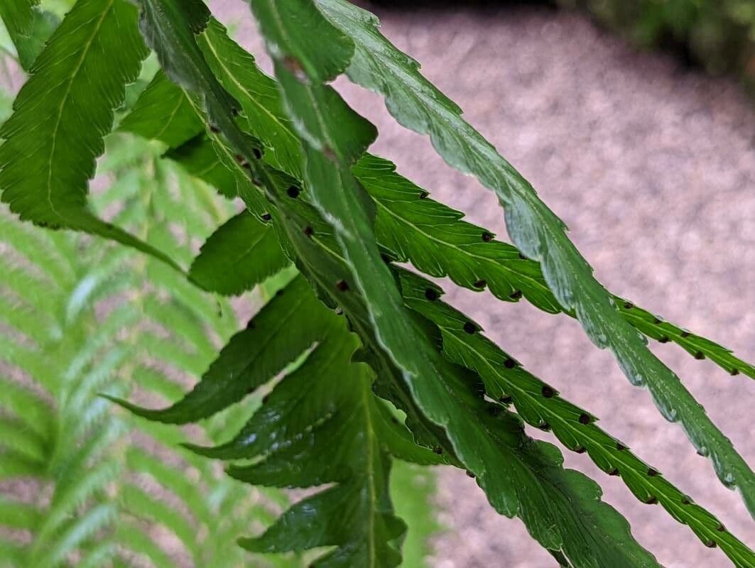 Microlepia platyphylla 6