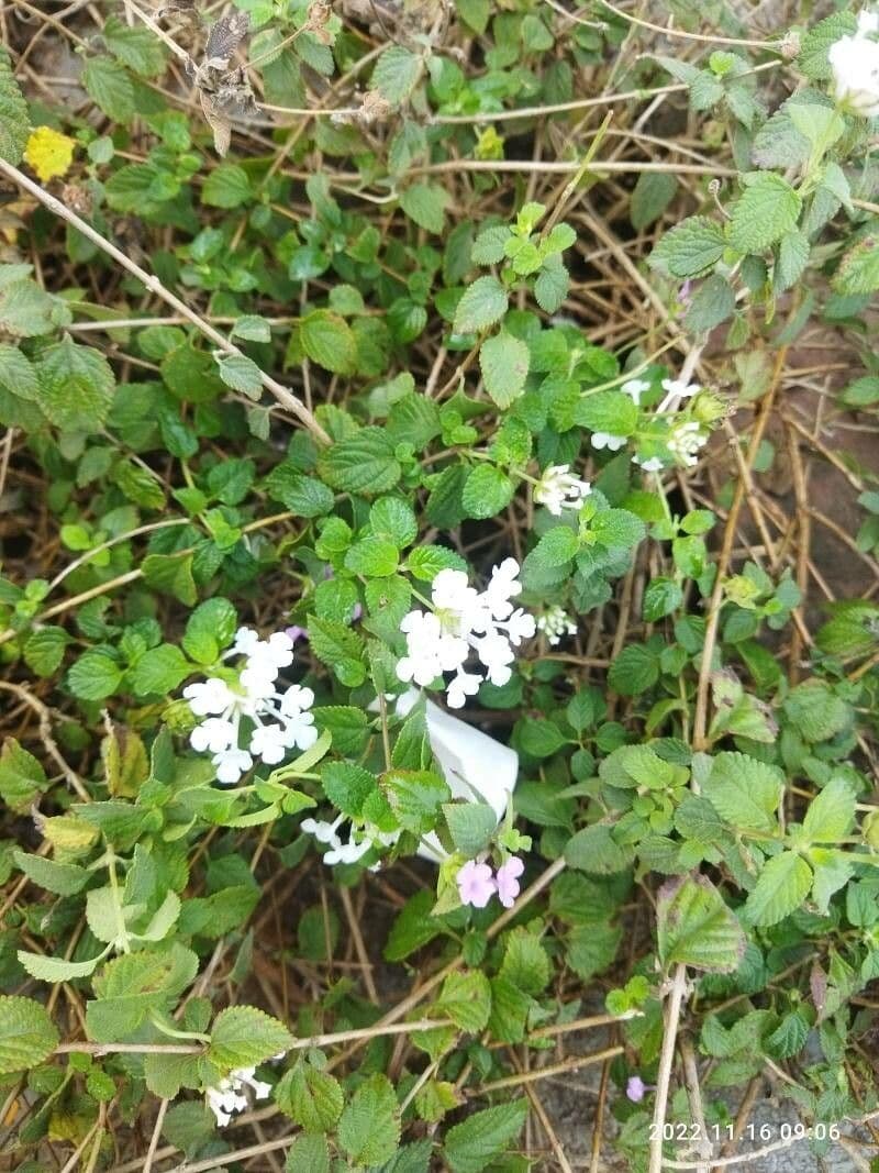 Lantana ondulata 3