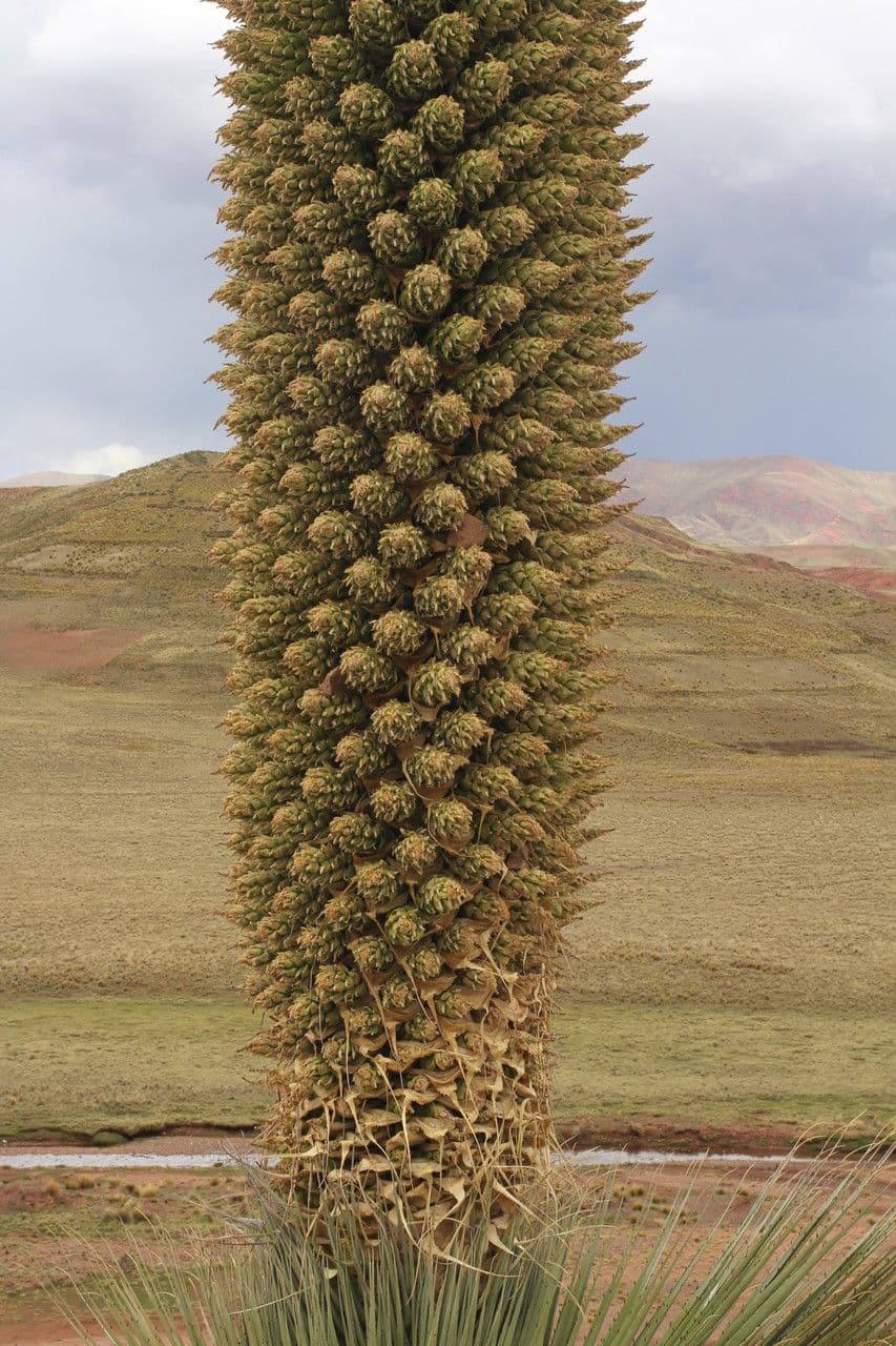 Puya raimondii 3