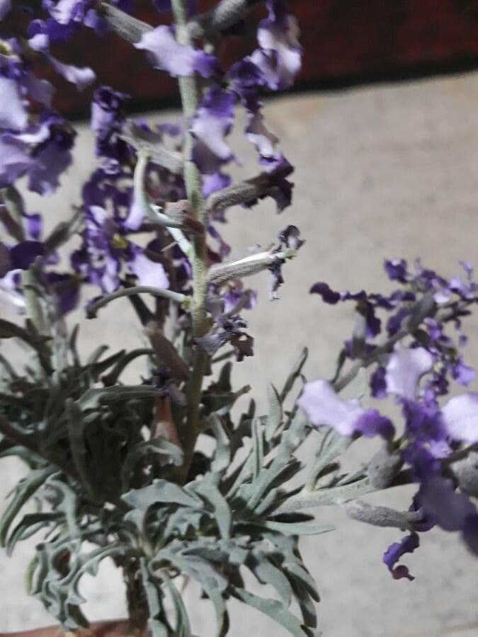 Violaciocca fruticulosa 15