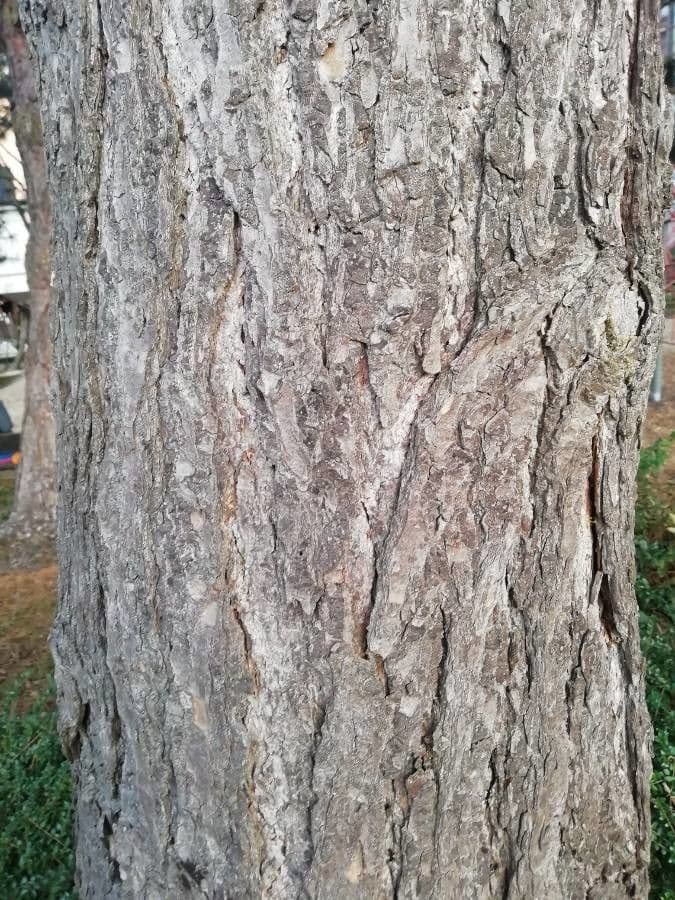 Tsuga occidentale 25